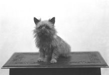 Dog sitting on table.#
