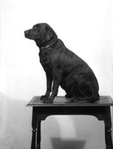 Miss Shaw-Stewart's dog. November 1929. 