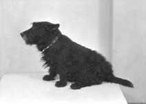 Scotty dog. #