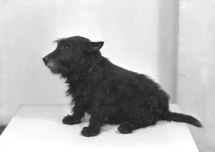 Scotty dog. #