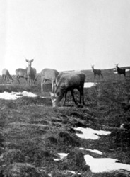 The deer forest c1927. *