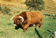 Highland bull. (Courtesy James S Nairn Colour Collection). ~ *