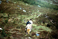 Scottish Highlands scenery, possibly Strathconon. (Courtesy James S Nairn Colour Collection). ~ *