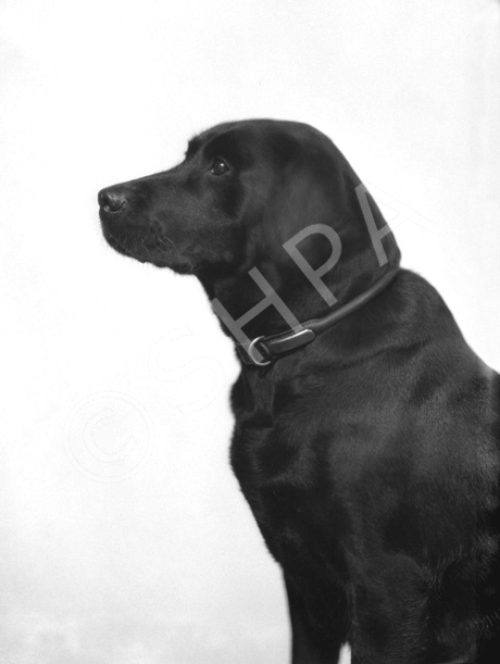 Miss Shaw-Stewart's dog. November 1929. .....