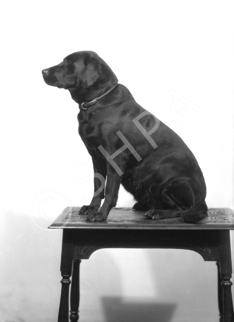 Miss Shaw-Stewart's dog. November 1929. .....