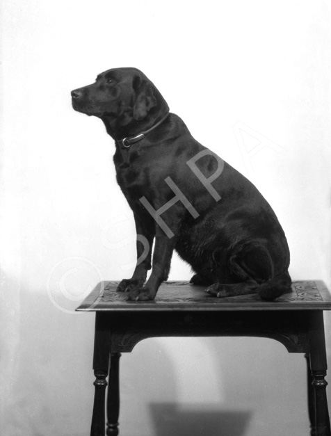 Miss Shaw-Stewart's dog. November 1929. 