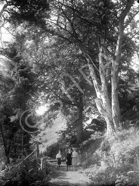 Outdoor stroll in the Scottish Highlands woods, May 1930. * 