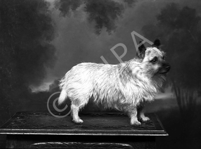 Mrs Fraser. 'Fussy' the dog. 