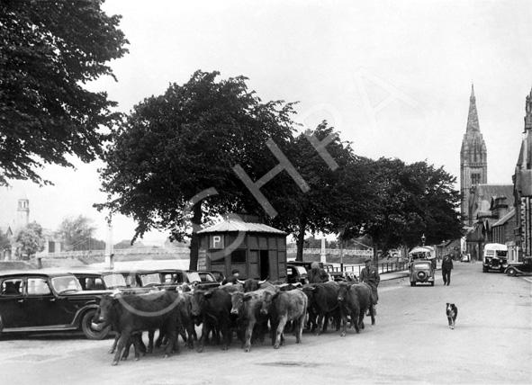 Cattle being herded passed the taxi rank, Bank Street, Inverness, on their way to market. Towards the end of the 19th century, ordinary markets were held in Inverness every Tuesday and Friday. Livestock markets were held on the Fridays following the Muir of Ord markets. Two firms of agricultural auctioneers were established around this time - Hamilton's Auction Marts Ltd and Macdonald Fraser & Co Ltd. Inverness became an important centre for the sale of stock and the effects of this success were seen in the decreasing trade done at the Muir of Ord and other fairs. *