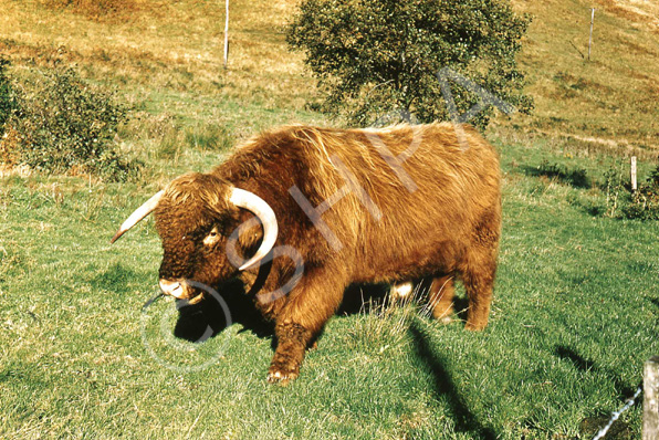 Highland bull. (Courtesy James S Nairn Colour Collection). ~ *.....