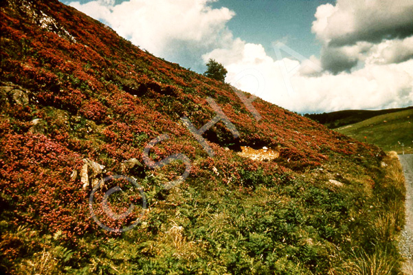 Hills of heather. (Courtesy James S Nairn Colour Collection). ~ *.....